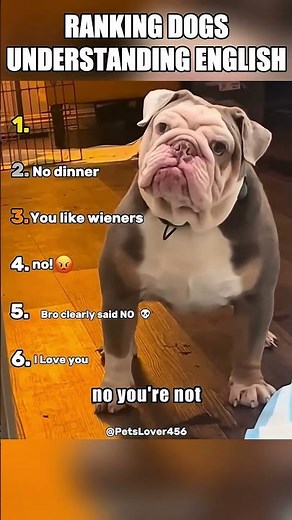 Which Dog Understands English Best? 😲🐕
