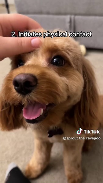 Signs That Your Dog is Happy: Understanding Your Furry Friend's Emotions