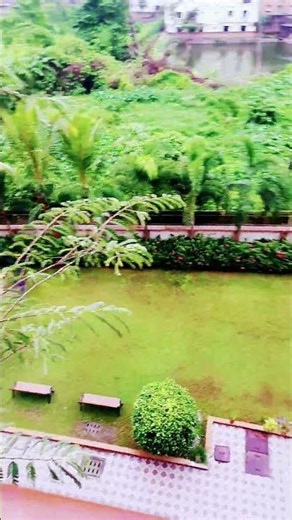 sweet tamarind plant#balcony garden #tamarind #tamarind leaves