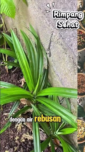 “Must Know! 7 Benefits of Pandan Leaves That Few People Know About 🌱”