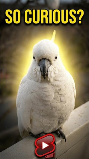 The Case of the CURIOUS COCKATOO! #wildlife #shorts #australianbirds
