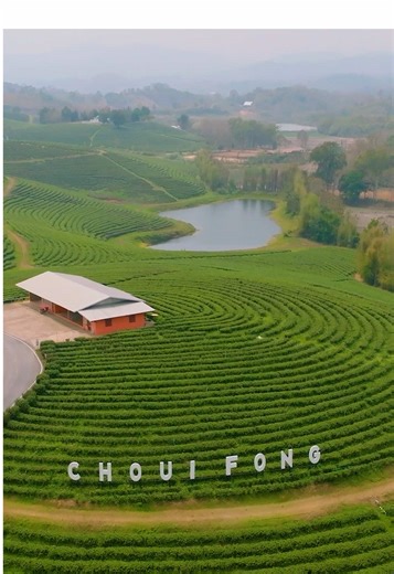 Choui Fong Tea Plantation is one of Thailand’s most famous tea fields, located in the mountains of Chiang Rai. Spanning over 1,000 acres, it sits at an elevation ideal for growing high-quality tea, with cool temperatures and misty mornings that enhance the flavour of the leaves. The plantation has been producing premium tea for over 40 years, specialising in varieties like oolong, green, and black tea. Its name, “Choui Fong,” means “Prosperous Tea” in Chinese, reflecting its deep-rooted connecti