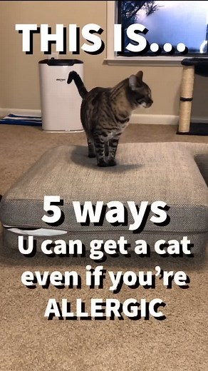 Have more tips? comment! 😎😼😽 #airpurifier by @okaysouglobal #cattok #catdad #okaysou