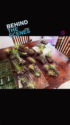 Sunday activity! 🐢✨ I’m currently working on a new habitat for my Testudo Kleinmanni. To create a natural desert look, I’m attaching various types of Tillandsia to driftwood, cork bark, and dragon stones. 🌵 I’m using non-toxic terrarium silicone for this – it’s white now but will turn completely transparent once it’s dry! It’s all about the details for their new world. 🏜️ Sonntagsbeschäftigung! 🐢✨ Ich arbeite gerade an der neuen Lebenswelt für meine Testudo Kleinmanni. Für die Wände und die 