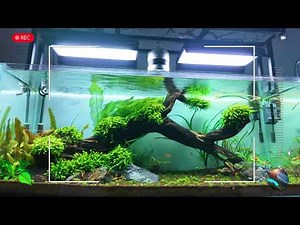 Relaxing Aquarium – A Cool Green Space with Gentle Music