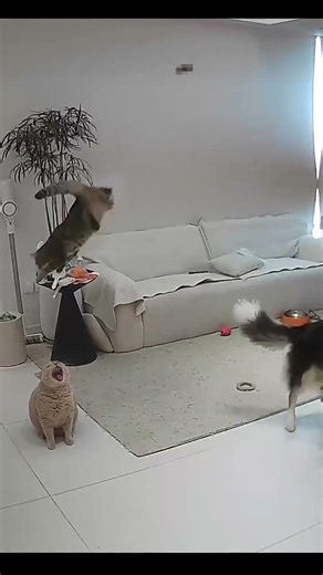 Please help me figure out what to do with this cat. All Things Lovely Project. Cat’s cute pet ha