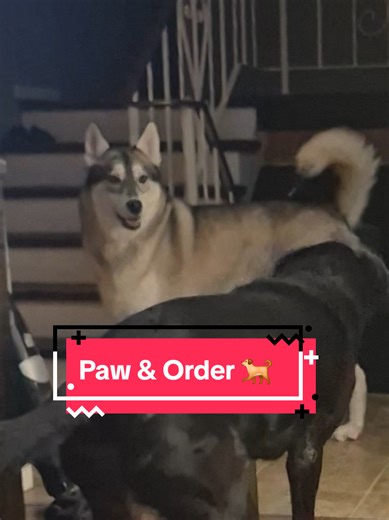 Every time you try to sit down, she's not having it. Get a husky they said. .... #husky #fyp #trend #husky #dog