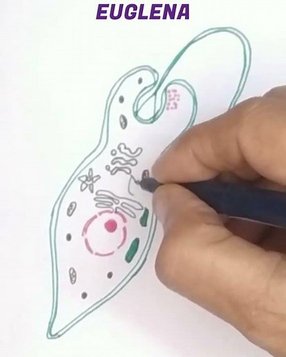 How to draw euglena easily