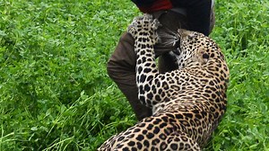 Wild leopard attacks Indian village