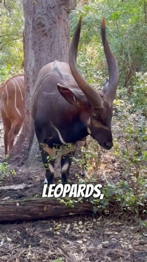 This Strange Animal Is Called a Bongo 🦌😳