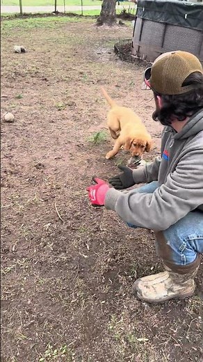 Training a 3 month old puppy to retrieve recall scent find blind and short commands with obstacles