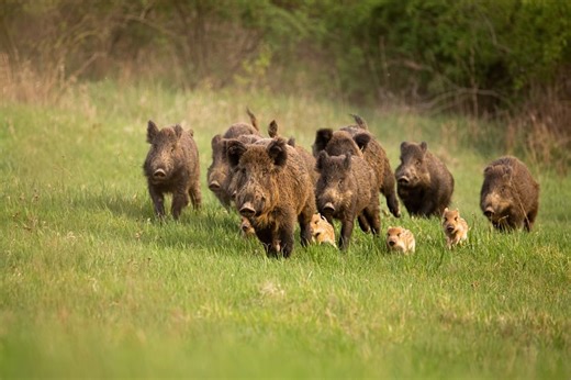 Pigs on the prairie: Manitoba’s fight against a growing wild hog invasion