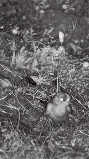When mum calls, it’s snuggle o’clock! 🐣🖤 Tiny blacksmith lapwing chicks hurry under her wings for a cosy night-time hug. #BlacksmithLapwing #BabyBirds #NatureSnuggles #WildlifeMoments #BirdLife #NighttimeWildlife | Africam
