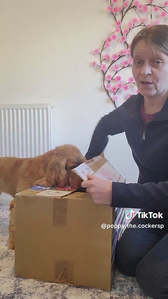 Unboxing Kong Mystery Box for Dogs: Poppy's Surprise Toys