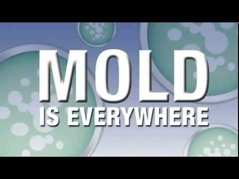 Healthful Home 5-Minute Mold Test