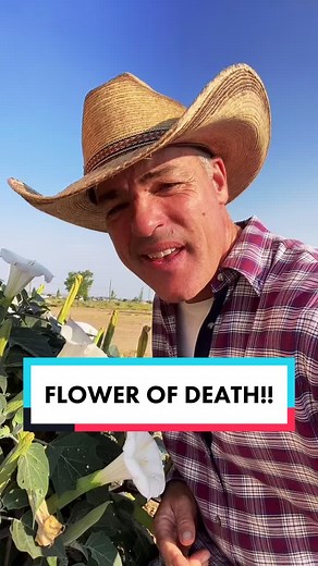 Exploring the Toxicity of the Flower of Death