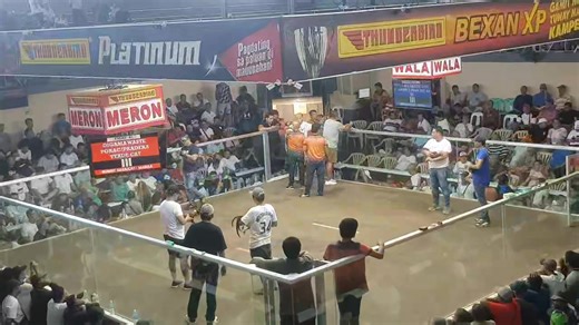 The New Davao Matina Gallera- 6 STAG BIG EV3NT Anniversary Derby 100K Pot, 18M or more GP, Last Elimination Nov. 06, 2025. A lot of Idol Breeders/ Owners/known Class A Handlers fyt on this Day visitors from Manila, Cebu, Bacolod, Zamboanga, Dipolog, CDO, Agusan, Surigao, Butuan, North & South Cotabato etc... DEGAMA WASTE/CAT(Meron)-1st fyt parada 11 Million vs. AEJ AP JD (Wala) WIN. .. Grabeh dehado PALDO c Kuya Alipin👌. .. #SabongIsMyPassion #highlights2025 #fbviralpost2025シ #fbreels2025ツ | Fo