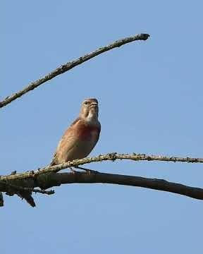 #Wildtiere bei Bad Birnbach Juni - #Feldhasen Fasane Rehe und #Vögel #badbirnbach im #sommer