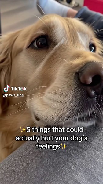Paws_tips on TikTok