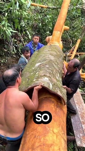 Cinnamon Making Process