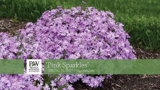 Phlox SPRING BLING™ "Pink Sparkles' has soft, baby pink flowers with lighter halos at the centers. The earliest of the series to bloom with the largest flowers (1½")-double the size of most other P. subulata types. | Walters Gardens