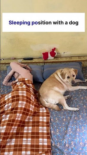 Pretty little baby 😍 || labra rubi || #shorts #youtubeshorts #labrador #dog #funny #memes #songs