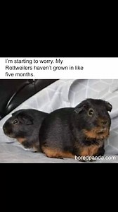 20K views · 162 reactions | My Rottweilers are stuck in permanent cute mode | Creative Ideas | Facebook