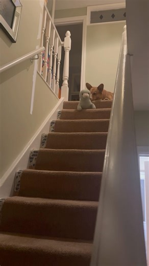 Nemo plays with new toy 🦭