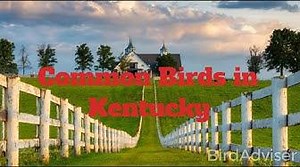 Contact Senator Rand Paul - ContactSenators