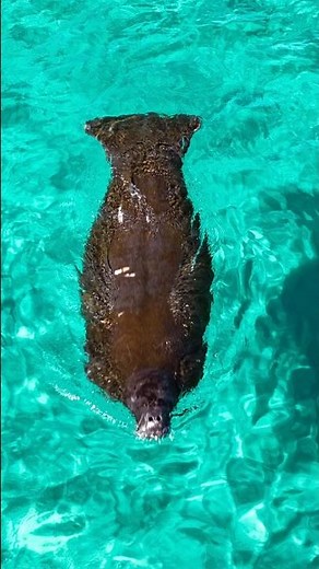 Manatee passing Miramar Beach in November #seacow #manatees #gulfcoast
