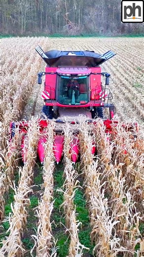 188K views · 1.4K reactions | Maize Harvest with this Case Combine working with Charlotte and Russell at Toothill Brothers | Pro Horizon Farming Content | Facebook