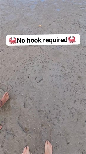 52K views · 308 reactions | Catching crabs while walking the flats of the Great Sandy Straits.. #mud #crab #fblifestyle #poona #fishing #australia #queensland | The Bay Today | Facebook