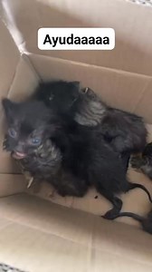 1.6K views · 23 reactions | Caso externo Nos piden publicar estos BBS abandonados Más inf al número 0 96 806 3391 Por favor compartir  | Adopción Animal Guayaquil - AG | Facebook