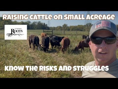 Raising Cattle on Small Acreage