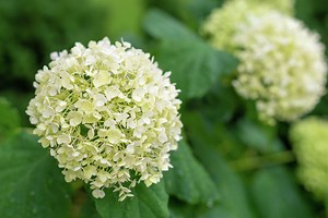 How to Prune Annabelle Hydrangeas in the Fall