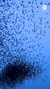 14K views · 717 reactions | Starlings formed a spectacular formation in the sky over a nature reserve, as they swooped in unison to create mesmerizing patterns. https://abcnews.visitlink.me/lyeqrZ | ABC News | Facebook