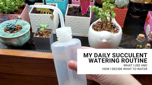 Why I water my succulents every day: what I do and avoid