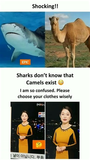 Shocking Logic 😂 Sharks vs Camels//Fashion Confusion#usa #funny #camel #shark #viral#trending