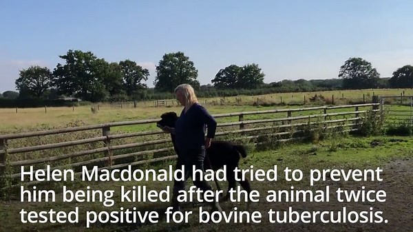 Owner of Geronimo the alpaca continues to fight