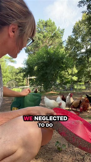 Keep your chickens healthy the natural way! Roostys flock armor to support gut health and immunity! Healthy birds are happy birds and they lay better eggs! #chicken #homesteadtoktok #backyardchickens #dealsforyoudays #summerwins