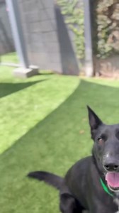 Meet Limbo #A2207977, our ABC7 Community #PetOfTheWeek! #NationalDogMonth Limbo is a 1-year-old spayed female that weighs 50-lbs. Limbo is a playful gal with a gentle demeanor, great with other dogs, knows her sit and shake commands, walks nicely on a leash, and enjoys attention from staff and volunteers. Wow! Adopt or foster Limbo from our Chesterfield Square Center today! Visit any of our six Centers during the Clear the Shelters special fees adoption event, thanks to our friends Petco Love #L