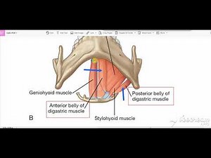 Suprahyoid muscles 3