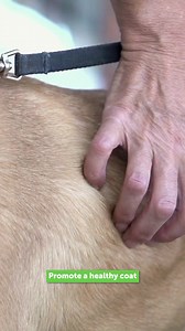 If your dog is non-stop itching or paw licking, you NEED to try our Gut Immune Health Probiotics. These delicious chews will boost your pup’s gut health, helping to soothe allergies and itching while aiding in digestion. Enjoy 15% off with code: FBSHOP15. | Pet Honesty