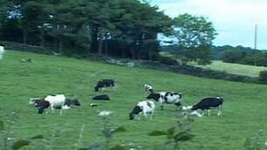 Growth Promoters In Cattle