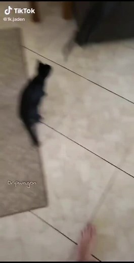 Shizza Jojo Meme Compilation