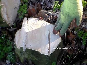 Dog tooth felling cut refresher NPTC felling a heavily leaning tree