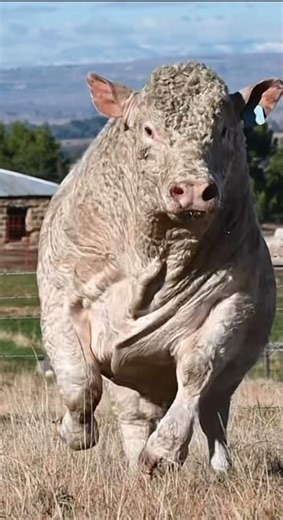 Massive Bull Charging !!!