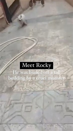 DONATE: https://bit.ly/3TKcv5i | CUDDLY