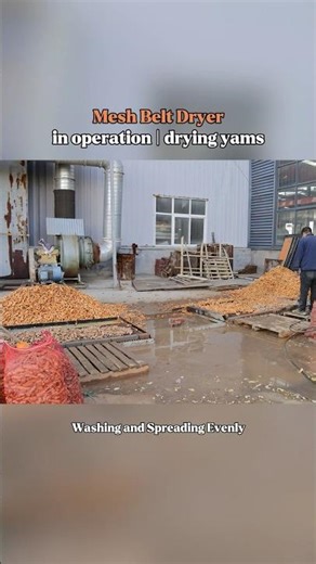 Mesh Belt Dryer in operation | drying yams