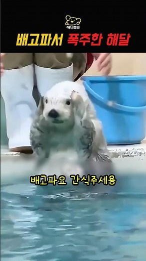 배고파서 폭주하는 해달ㅋㅋㅋ #유머 #동물영상 #funny #cute #해달 #animal #animalshorts